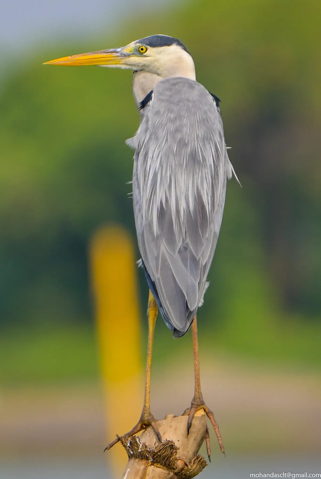 Grey Heron